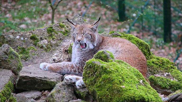 Über 460 Tiere können im Wildpark an den Eichen aus nächster Nähe bestaunt werden, darunter auch die wunderschönen Luchse. Über 460 Tiere können im Wildpark an den Eichen aus nächster Nähe bestaunt werden, darunter auch die wunderschönen Luchse.