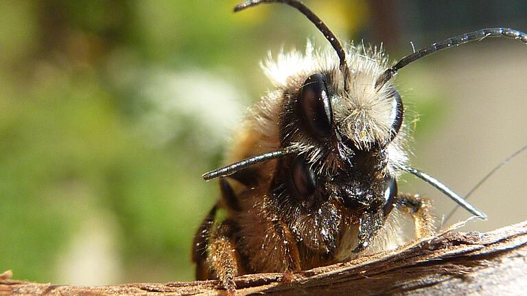 Wildbienen leisten einen wichtigen Beitrag zur Bestäubung