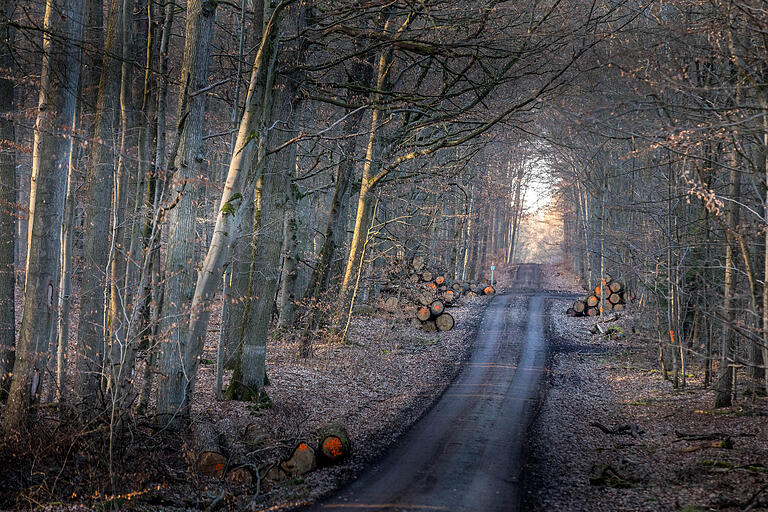 Die Route führt gleichermaßen durch die Weinberge wie auch durch den Wald.