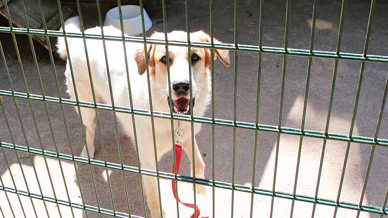 Schwer vermittelbare Hunde im Tierheim Wanningsmühle - Bubi musste schon zweimal operiert werden, weil er Decken gefressen hat. Schwer vermittelbare Hunde im Tierheim Wanningsmühle - Bubi musste schon zweimal operiert werden, weil er Decken gefressen hat.