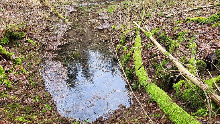 Der Bund Naturschutz hat startet ein Quellenschutzprojekt       -  Die Kreisgruppe des Bund Naturschutz startet im Frühjahr ein Quellenschutzprojekt.  In Bad Kissingen, Münnerstadt und Nüdlingen sollen alle Quellen, wie hier die nur zeitweise wasserführende Dippachquelle im Münnerstädter Tal, kartiert werden.