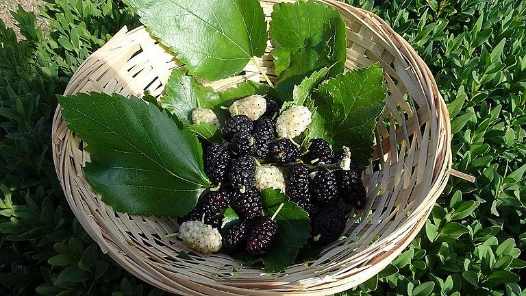 Die Maulbeere ist eine Powerfrucht, sagt der Kreisverband für Gartenbau und Landespflege. Die brombeerähnlichen Früchte sind sehr süß, saftig und vitaminreich. Sie ist die &bdquo;Pflanze des Jahres&ldquo;.