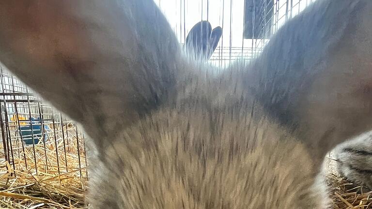 Das Heller Großsilber hat sehr aktive und lebhafte Langohren. Das Heller Großsilber hat sehr aktive und lebhafte Langohren.