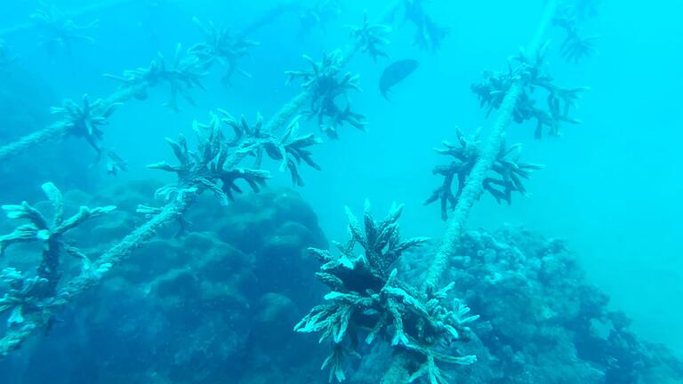 Projekte gegen das globale Korallensterben - An solchen Schnüren wachsen die Korallenfragmente vor Nha Trang. Projekte gegen das globale Korallensterben - An solchen Schnüren wachsen die Korallenfragmente vor Nha Trang.