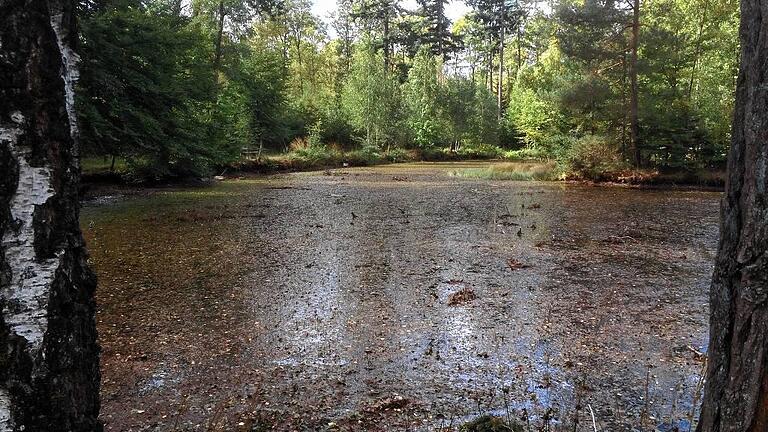 Alter Bekannter: Der Birkensee ist erreicht. So richtig gut sieht er derzeit nicht aus, wenig Wasser, viel Grünzeug drin.