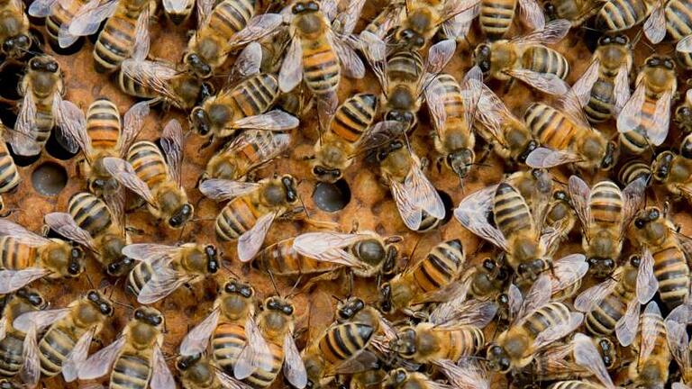 Bienenkönigin.jpeg       -  Eine Bienenkönigin umringt von ihrem Bienenvolk.