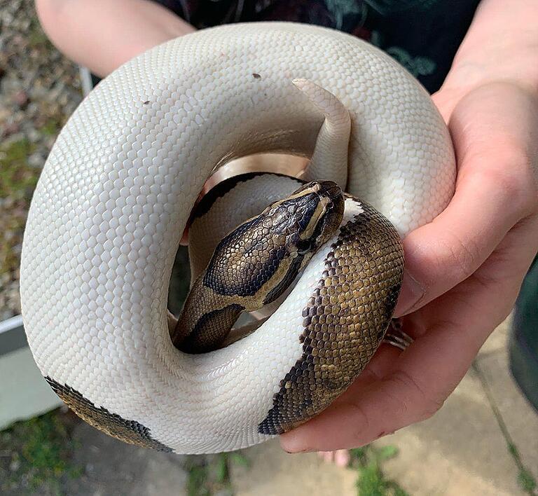 Zwei Königspythons krochen in Weikersheim auf der Straße umher. Die Tierrettung Odenwald e.V. brachte sie bei einer Schlangenexpertin unter.