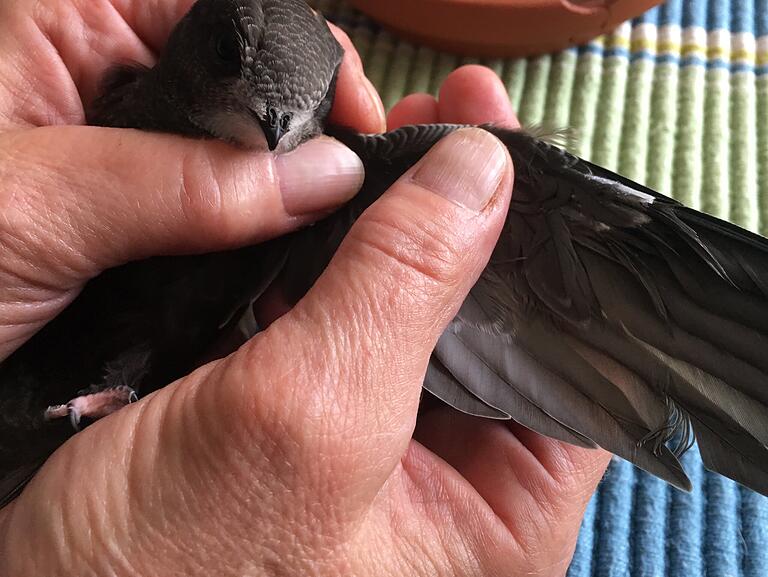 Erst wenn man das Silberhäutchen am Flügel nicht mehr sieht, ist das Gefieder des kleinen Mauerseglers perfekt. Dann kann er losfliegen.