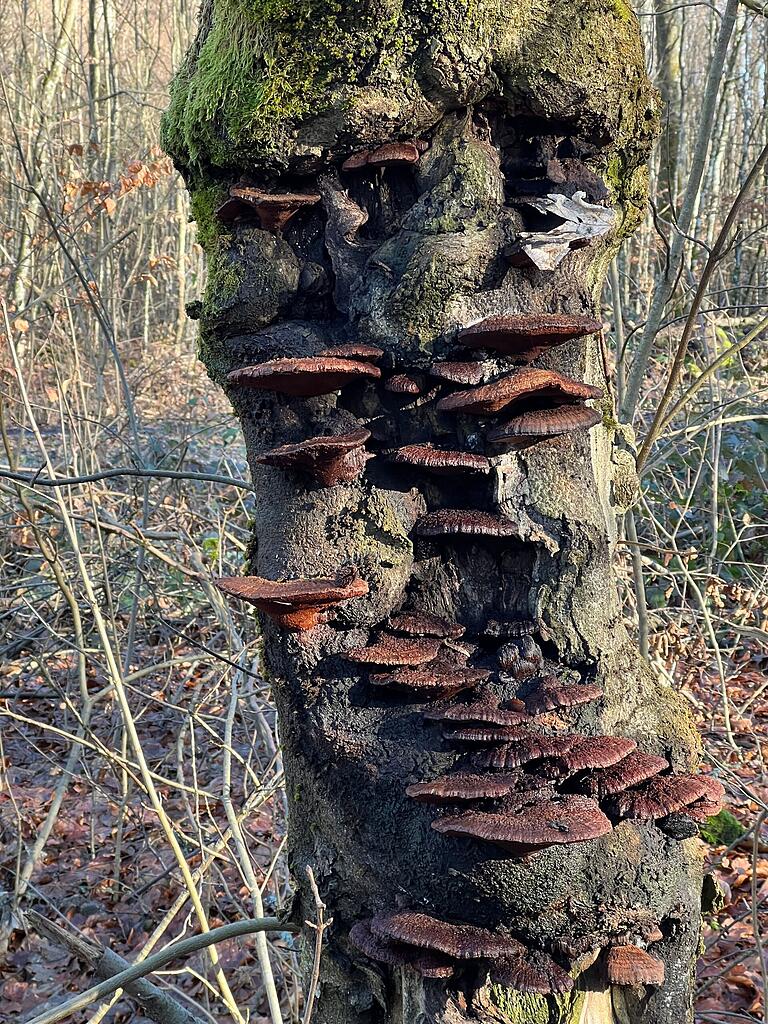 Spannendes über den Steigerwald Spannendes über den Steigerwald