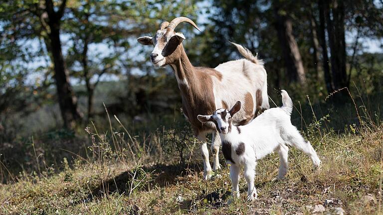 Zwei Ziegen, die auf freier Flur zwischen Mainbernheim und Willanzheim herumstreunten, sind jetzt von einem Jäger abgeschossen worden. Das ausgewählte Foto ist nur ein Vergleichsbild.