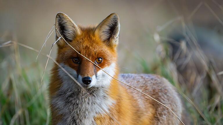 Rotfuchs       -  Füchse sind anpassungsfähig und schlau. Die Tiere sind weltweit verbreitet, im Wald, Stadt und sogar in (Eis-)wüsten. (Archivbild)