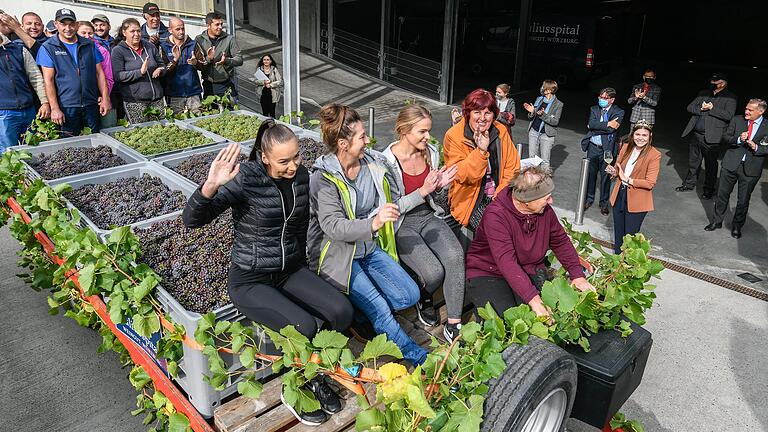 Die Weinlese ist fast vorbei: Am Freitagmittag kam die letzte Fuhre des Juliusspitals im Weingut in Würzburg an. Vorher hatte dort der Weinbauverband eine erste Erntebilanz gezogen.