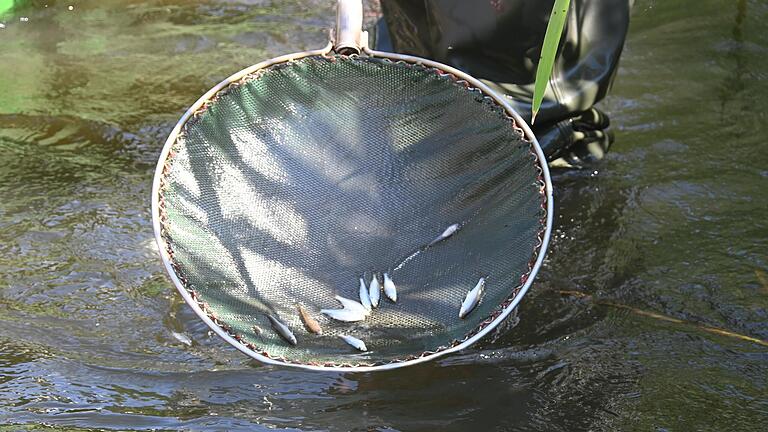 Vom elektrisch geladenen Kescher werden die Fische angezogen und kurzzeitig betäubt. Vom elektrisch geladenen Kescher werden die Fische angezogen und kurzzeitig betäubt.