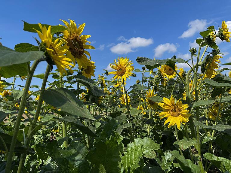 Leuchtend gelbe Sonnenblumenfelder säumen den Wernradweg an verschiedenen Stellen. Leuchtend gelbe Sonnenblumenfelder säumen den Wernradweg an verschiedenen Stellen.