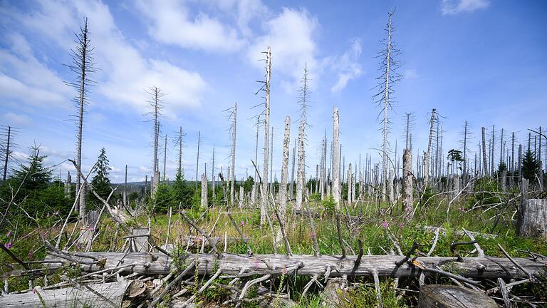 Waldsterben in Deutschland - In einigen Regionen wie dem Harz stehen kaum noch gesunde Fichten. Waldsterben in Deutschland - In einigen Regionen wie dem Harz stehen kaum noch gesunde Fichten.