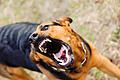 angry dog with bared teeth       -  Symbolbild: Bissiger Hund