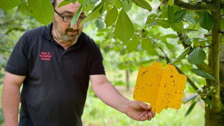 Neben Unwettern und Frost können auch Schädlinge Obstbauern die Ernte zunichtemachen. Die gelbe Klebetafel soll den Befall mit Kirschessigfliegen anzeigen. Neben Unwettern und Frost können auch Schädlinge Obstbauern die Ernte zunichtemachen. Die gelbe Klebetafel soll den Befall mit Kirschessigfliegen anzeigen.