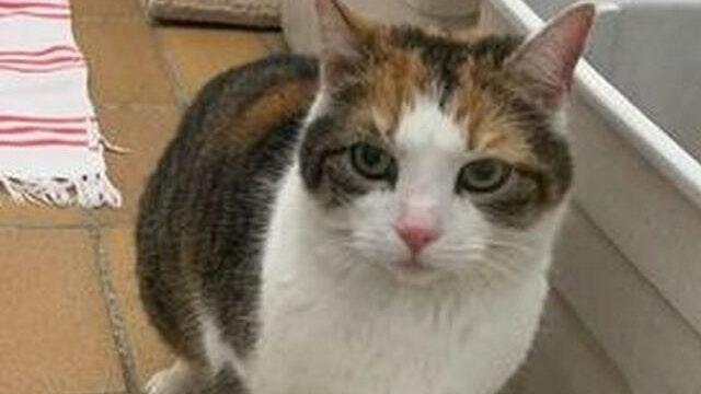 Diese Katze wurde Anfang April in Sommerach gefunden. Diese Katze wurde Anfang April in Sommerach gefunden.