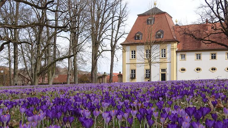 Im Frühling blühen die Krokusse im Schlosspark von Oberschwappach. Im Frühling blühen die Krokusse im Schlosspark von Oberschwappach.