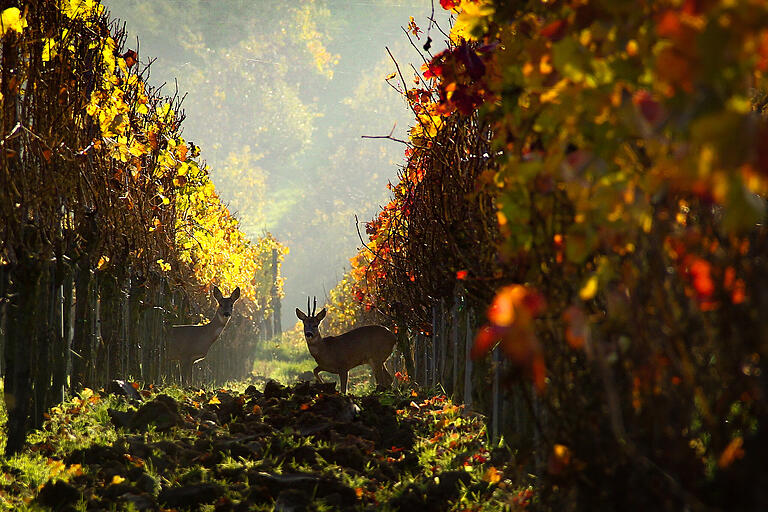 Mit der Aufnahme dieses flüchtigen Moments in den Weinbergen von Obereisenheim gewann Andrea Weber aus Schwanfeld den zweiten Preis. Mit der Aufnahme dieses flüchtigen Moments in den Weinbergen von Obereisenheim gewann Andrea Weber aus Schwanfeld den zweiten Preis.