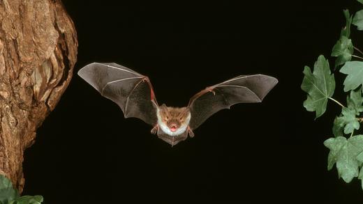 Bedrohte Tiere in Franken       -  Alarm in Mainfranken: Nicht nur die grazile Bechsteinfledermaus ist vom Aussterben bedroht. Eine ganze Reihe von Tieren vor unserer Haustür ist gefährdet. Wir zeigen Ihnen, welche.