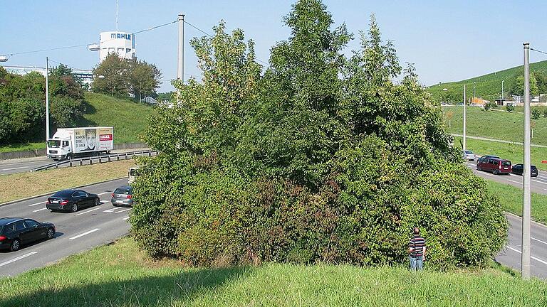 Vorher: Die Kunststation &bdquo;Sanctuarium&rdquo; von herman de vries in Stuttgart im Sommer 2017.