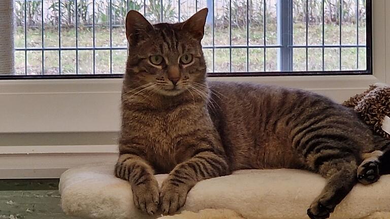Hat sich wieder erholt: Kater Bekki kam als Fundkatze mit einem Beckenbruch in ein unterfränkisches Tierheim.&nbsp;