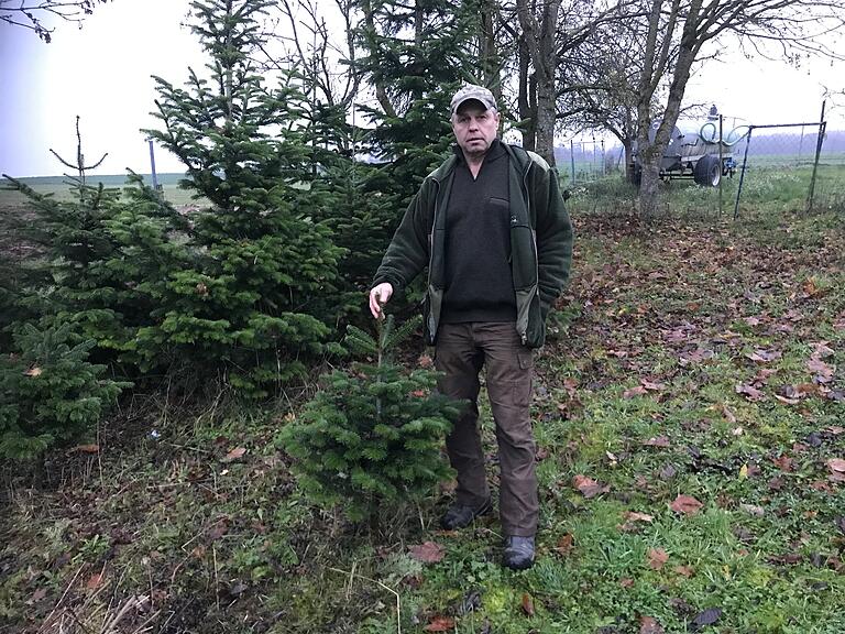 Richard Hochrein mit einem vierjährigen Baum: Dieses Bäumchen hat die ersten kritischen Jahre überstanden und kann nun zum stattlichen Weihnachtsbaum heranwachsen.