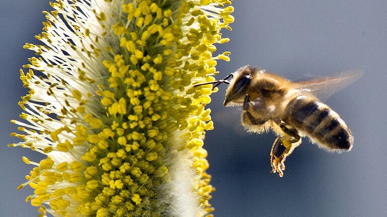 Das Volksbegehren 'Rettet die Bienen' bewegt. Bereits 700 000 Menschen haben in Bayerns Rathäusern zur Halbzeit für mehr Artenschutz unterschrieben. Das Volksbegehren 'Rettet die Bienen' bewegt. Bereits 700 000 Menschen haben in Bayerns Rathäusern zur Halbzeit für mehr Artenschutz unterschrieben.