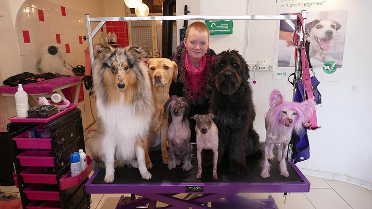 Lisa-Marie Tomenendals Familie von links: Collie Einstein, Labrador Foxi, Chinese Crested Dog Picasso, American Hairless Terrier Rhea, Mischling Mozart und – pink getönt – Chinese Crested Dog Casper. Lisa-Marie Tomenendals Familie von links: Collie Einstein, Labrador Foxi, Chinese Crested Dog Picasso, American Hairless Terrier Rhea, Mischling Mozart und – pink getönt – Chinese Crested Dog Casper.