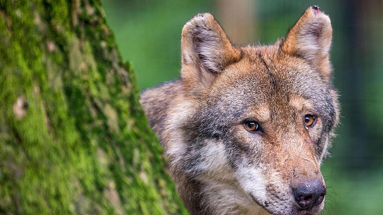Wie die neue bayerische Wolfsverordnung genau umgesetzt wird, ist bislang noch unklar. - Wie die neue bayerische Wolfsverordnung genau umgesetzt wird, ist bislang noch unklar. Wie die neue bayerische Wolfsverordnung genau umgesetzt wird, ist bislang noch unklar. - Wie die neue bayerische Wolfsverordnung genau umgesetzt wird, ist bislang noch unklar.