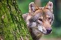 Wie die neue bayerische Wolfsverordnung genau umgesetzt wird, ist bislang noch unklar.       -  Wie die neue bayerische Wolfsverordnung genau umgesetzt wird, ist bislang noch unklar.
