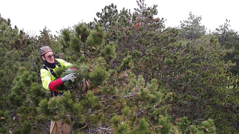 Im Bereich des Geländes der Leinacher Waldweihnacht sammelt Zapfenpflücker Werner Sennert in den Baumwipfeln Kiefernzapfen zur Saatgutgewinnung. Dabei beschränkt er sich lediglich auf die hellen Zapfen des aktuellen Jahres. Die dunklen Zapfen aus den Vorjahren verbleiben am Baum.