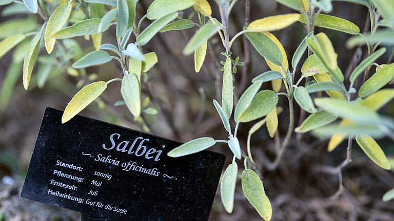Der Echte Salbei (Salvia officinalis) ist die Arzneipflanze des Jahres 2023. Der Echte Salbei (Salvia officinalis) ist die Arzneipflanze des Jahres 2023.