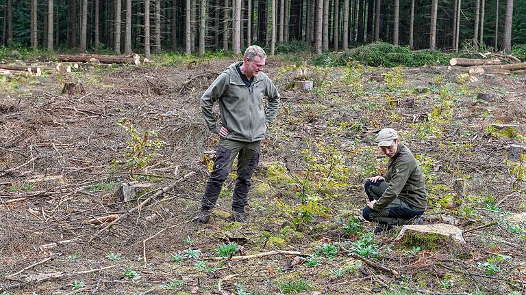 Die Störflächen häufen sich im Stadtwald in Gemünden. In sechs Wochen fielen hier durch den Befall des Borkenkäfers 400 Festmeter Fichtenschadholz an. Im Schatten der Bäume, die hier mal standen, konnten aber kleine Buchen wachsen, die 2015 gepflanzt wurden.