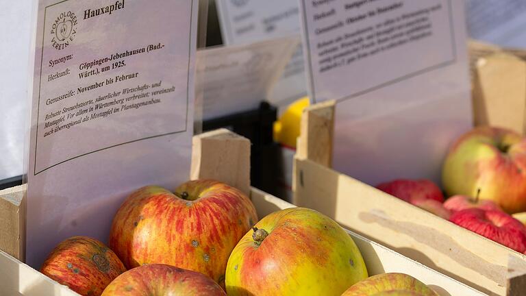 Wie vielfältig Äpfel sein können, zeigte die Obstsortenausstellung beim 30. Apfelfest in Ebern.