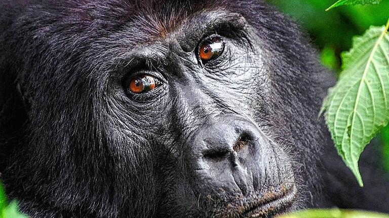 Dank der Hilfe der BaAka-Pygmäen, die in diesem Gebiet heimisch sind und jeden Winkel des Urwaldes kennen, konnte Peter Kirner Flachlandgorillas beobachten und fotografieren. Doch die Expedition war eine echte Herausforderung.