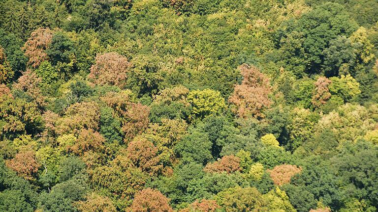 Der Wald leidet unter den Folgen von Schädlingsbefall und der Dürre des heißen Sommers. Auch für die Forstleute ist es außerordentlich schwierig, Prognosen abzugeben. Der Wald leidet unter den Folgen von Schädlingsbefall und der Dürre des heißen Sommers. Auch für die Forstleute ist es außerordentlich schwierig, Prognosen abzugeben.