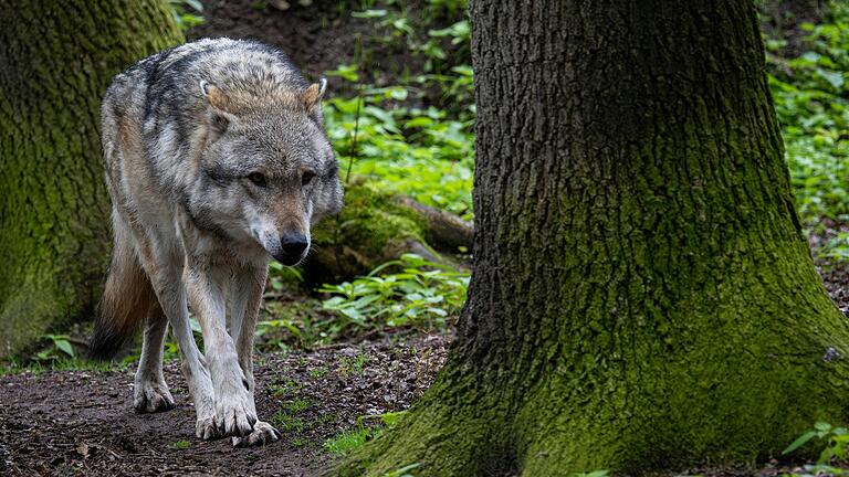 38 Einzeltiere leben nach Angaben des Bauernverbandes derzeit in Bayern. Einige davon durchstreifen den unterfränkischen Teil der Rhön. 38 Einzeltiere leben nach Angaben des Bauernverbandes derzeit in Bayern. Einige davon durchstreifen den unterfränkischen Teil der Rhön. 