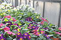 Mit der Primelvielfalt kommt der Frühling in den Garten und auf den Balkon.
