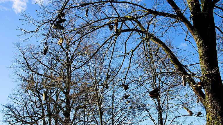 Schuhe, die an Bäumen hängen: zu sehen am Etwashäuser Gartenschaugelände gegenüber vom Behelfsparkplatz.