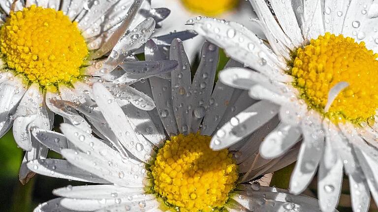 Tropfen auf weißem Grund: Gänseblümchen im Garten.