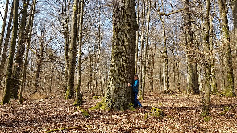 Das Amt für Ernährung, Landwirtschaft und Forsten (AELF) Karlstadt sucht anlässlich des 70. Geburtstages des „Tag des Baumes“ den dicksten Waldbaum im Amtsbereich.