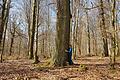 Das Amt für Ernährung, Landwirtschaft und Forsten (AELF) Karlstadt sucht anlässlich des 70. Geburtstages des „Tag des Baumes“ den dicksten Waldbaum im Amtsbereich.