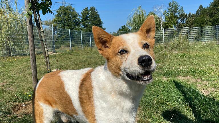 Der knapp zehnjährige Benni liebt es, draußen Ball zu spielen. Mit anderen Hunden kann er nicht so gut.&nbsp;