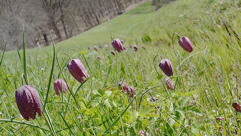 Jährlich kommen einige hundert Besucher zum Schachblumenfest nach Obersinn. Jährlich kommen einige hundert Besucher zum Schachblumenfest nach Obersinn.