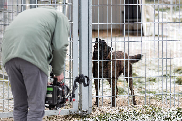 Dreharbeiten im Tierheim Haßberge im Dezember: Gut, dass ein Zaun zwischen Siggi und dem Kameramann ist. Dreharbeiten im Tierheim Haßberge im Dezember: Gut, dass ein Zaun zwischen Siggi und dem Kameramann ist.