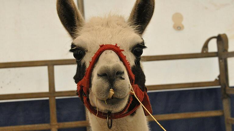 Lamas gehören zu den tierischen Attraktionen des Circus Karl Buch. Lamas gehören zu den tierischen Attraktionen des Circus Karl Buch.