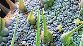 Oberfläche eines Borretsch-Blatts: Auf dem Foto von Stefan Diller sind winzigste Details zu erkennen. Borretsch (Borago officinalis), vereinzelt auch Boretsch geschrieben oder als Gurkenkraut oder Kukumerkraut bezeichnet, ist eine Gewürz- und Heilpflanze in der Familie der Raublattgewächse. Die ursprünglich im Mittelmeerraum beheimatete Pflanze wird seit dem späten Mittelalter in Mitteleuropa kultiviert.