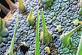Oberfläche eines Borretsch-Blatts: Auf dem Foto von Stefan Diller sind winzigste Details zu erkennen. Borretsch (Borago officinalis), vereinzelt auch Boretsch geschrieben oder als Gurkenkraut oder Kukumerkraut bezeichnet, ist eine Gewürz- und Heilpflanze in der Familie der Raublattgewächse. Die ursprünglich im Mittelmeerraum beheimatete Pflanze wird seit dem späten Mittelalter in Mitteleuropa kultiviert.